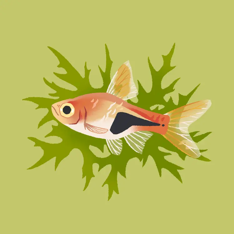 A painting of a wide-eyed harlequin rasbora facing the left, overlapping sharp-pointed leaves of water wisteria.
