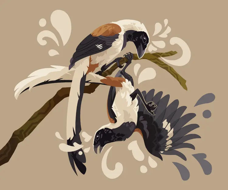 A painting of two white-bellied treepies sharing a branch. One looks down at the other, the lower one hanging by one foot with one of its wings extended in a silly pose. There are some rounded, decorative shapes around them.