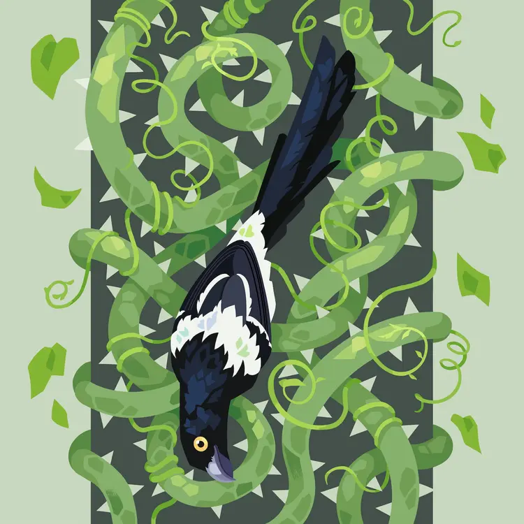 A painting of a Magpie Tanager perched upside down on a twisting mass of thorned vines.