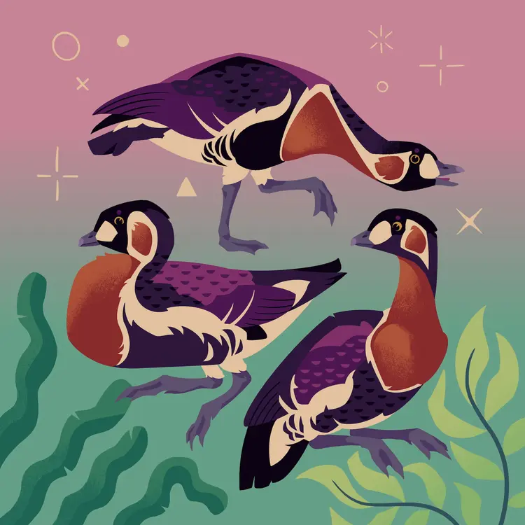 A painting of three red-breasted geese, in various poses. There are geometric shapes aquatic plants in the background.