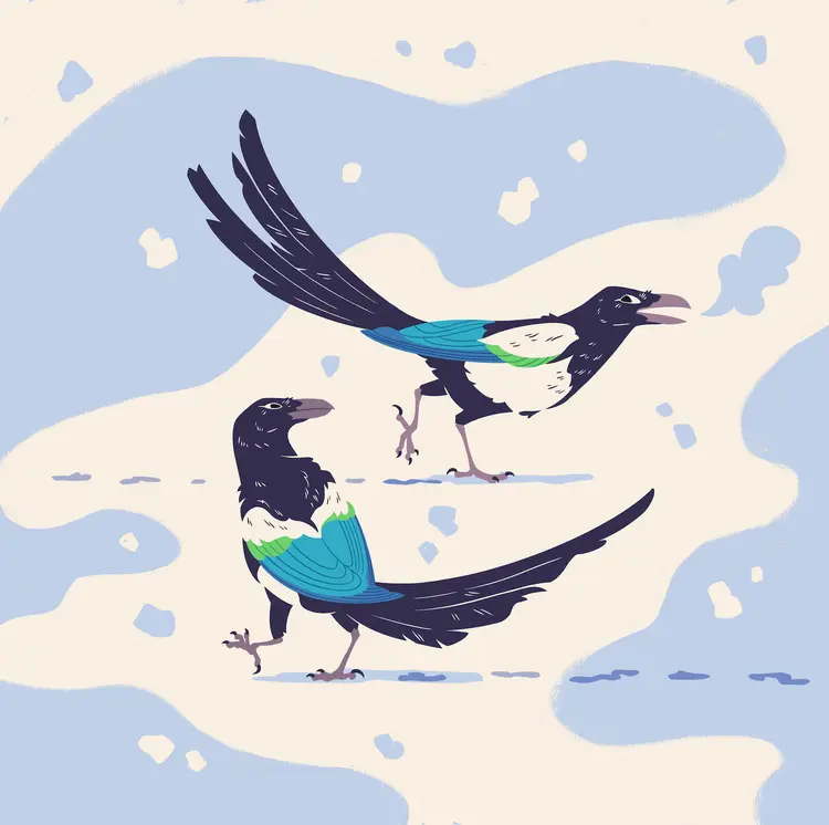 A painting of two magpies walking, playfully, through the snow.