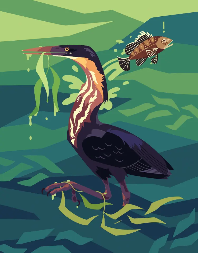 A painting of a black bittern. It appears to have failed to strike a fish, beak full of aquatic plants, and a bass leaping out of the water behind it.
