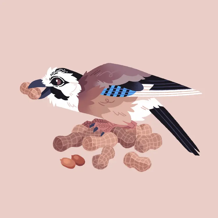 A painting of a Eurasian Jay, standing on a pile of peanuts and holding a peanut in its beak.